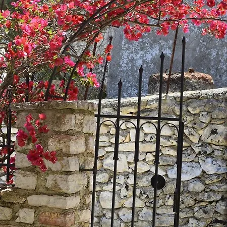 Dryopi